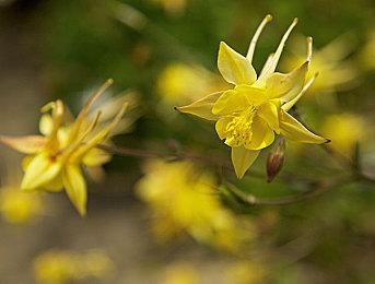 比官方重制版更惊艳？民间重制版《上古卷轴4》展示全新光影效果